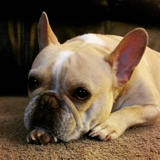Frenchie